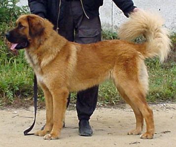 бурят-монгольская собака